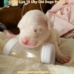 Small Photo #12 Dogo Argentino Puppy For Sale in PINEVILLE, MO, USA