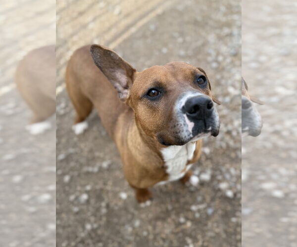 Medium Photo #3 American Pit Bull Terrier-Labrador Retriever Mix Puppy For Sale in Corning, AR, USA