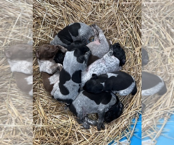 Medium Photo #1 German Shorthaired Pointer Puppy For Sale in HEWITT, MN, USA