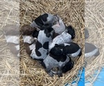 Small Photo #1 German Shorthaired Pointer Puppy For Sale in HEWITT, MN, USA