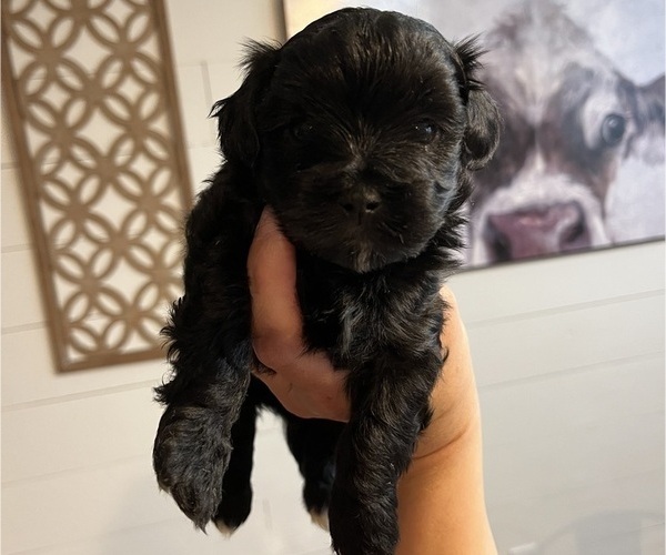 Medium Photo #6 Maltipoo (Miniature) Puppy For Sale in DOUGLAS, GA, USA