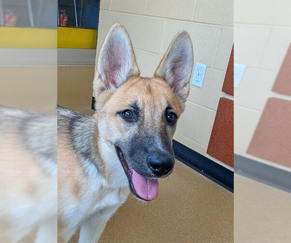 Medium Photo #1 German Shepherd Dog Puppy For Sale in Plano, TX, USA