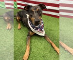 Small #6 Catahoula Leopard Dog-Doberman Pinscher Mix