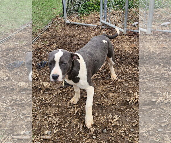 Medium Photo #2 American Staffordshire Terrier-Unknown Mix Puppy For Sale in Tracy City, TN, USA