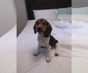 Beagle Puppy for sale in BLACKSHEAR, GA, USA