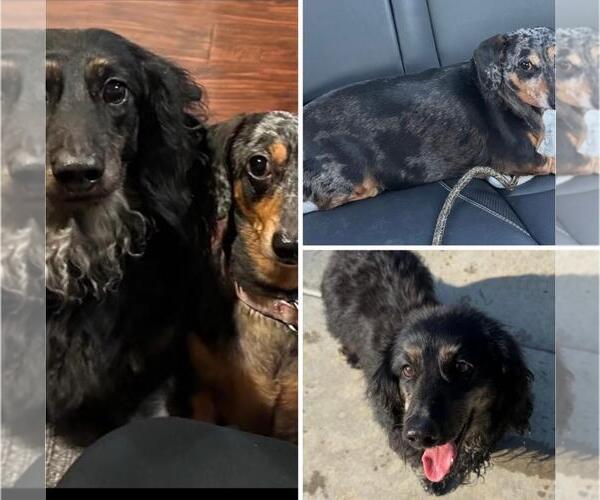 Medium Photo #3 Dachshund Puppy For Sale in Los Angeles, CA, USA