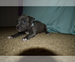 Small Photo #18 American Bully Puppy For Sale in WILLOW SPRING, NC, USA