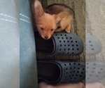 Puppy Puppy 4 Yorkshire Terrier