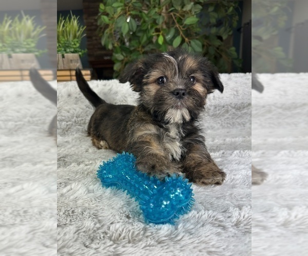 Medium Photo #4 Shorkie Tzu Puppy For Sale in GREENFIELD, IN, USA