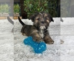 Small Photo #4 Shorkie Tzu Puppy For Sale in GREENFIELD, IN, USA