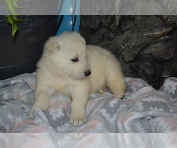 Medium Photo #4 German Shepherd Dog Puppy For Sale in GREENWOOD, WI, USA