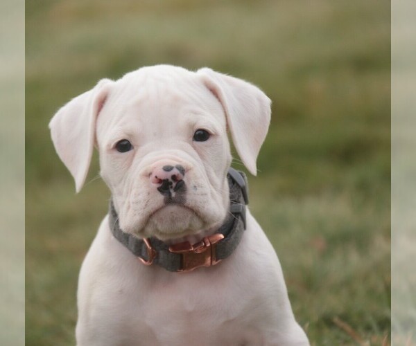 Medium Photo #4 Boxer Puppy For Sale in SHIPSHEWANA, IN, USA