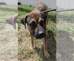 Small Boxer Mix