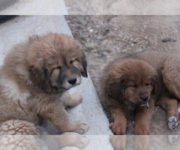 Medium Photo #7 Tibetan Mastiff Puppy For Sale in MONUMENT, CO, USA