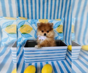 Pomeranian Puppy for sale in INDIANAPOLIS, IN, USA