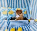 Image preview for Ad Listing. Nickname: Theodore