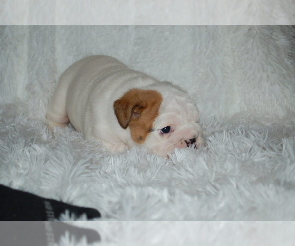 Medium Photo #2 English Bulldog Puppy For Sale in NORCO, CA, USA