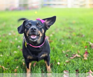 Chihuahua-Unknown Mix Dogs for adoption in Sandy, UT, USA