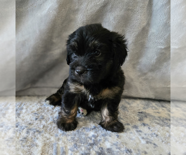 Medium Photo #29 Aussiedoodle Miniature -Miniature Bernedoodle Mix Puppy For Sale in CULPEPER, VA, USA