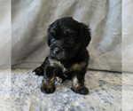Small #5 Aussiedoodle Miniature -Miniature Bernedoodle Mix