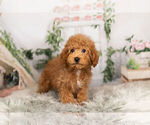 Small Photo #4 Poodle (Toy) Puppy For Sale in WARSAW, IN, USA