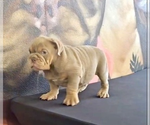 English Bulldog Puppy for Sale in VIRGINIA BEACH, Virginia USA