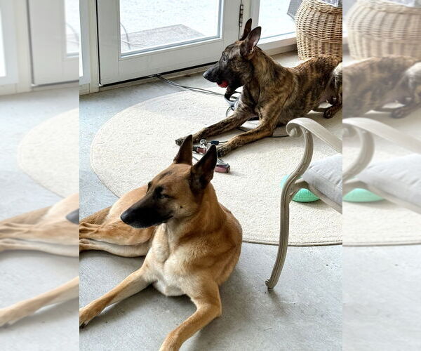 Medium Photo #6 Holland Shepherd Puppy For Sale in Imlay City, MI, USA