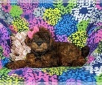 Small Photo #4 ShihPoo Puppy For Sale in LINCOLN UNIVERSITY, PA, USA