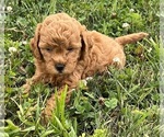 Small Photo #3 Shih-Poo Puppy For Sale in DUNDEE, OH, USA