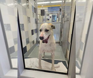 Great Dane-Labrador Retriever Mix Dogs for adoption in Plano, TX, USA