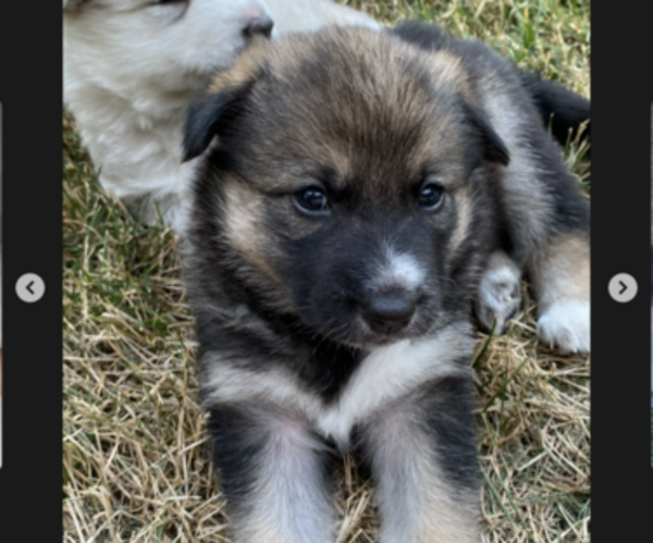 Medium Photo #1 Alaskan Husky-German Shepherd Dog Mix Puppy For Sale in HILLSBORO, OR, USA