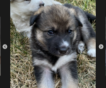 Small Photo #1 Alaskan Husky-German Shepherd Dog Mix Puppy For Sale in HILLSBORO, OR, USA