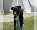Small #3 Labrador Retriever Mix