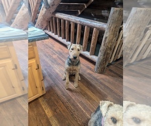 Mother of the Airedale Terrier puppies born on 12/06/2024