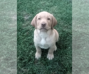 Labrador Retriever Puppy for sale in CLINTON, NC, USA