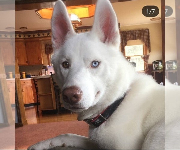 Medium Photo #2 Siberian Husky Puppy For Sale in WORTHINGTON, PA, USA