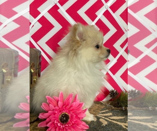 Medium Photo #13 Pomeranian Puppy For Sale in DOWNING, MO, USA