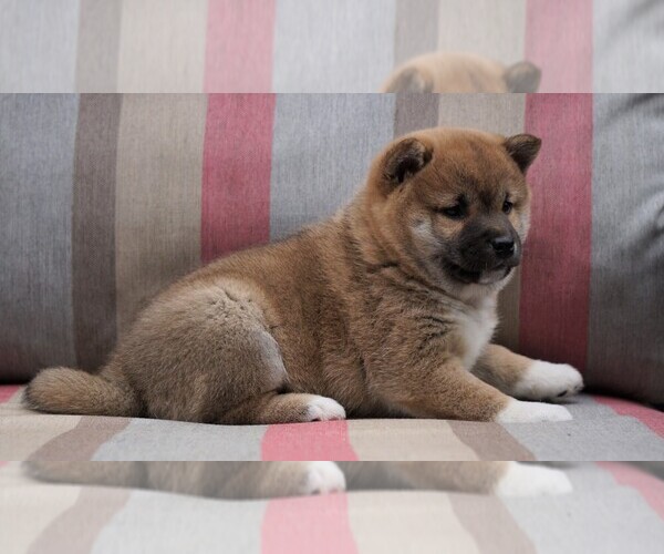 Medium Photo #3 Shiba Inu Puppy For Sale in FREDERICKSBG, OH, USA