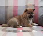 Small Photo #3 Shiba Inu Puppy For Sale in FREDERICKSBG, OH, USA