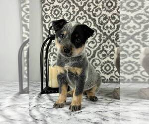 Australian Cattle Dog Puppy for sale in FRANKLIN, IN, USA