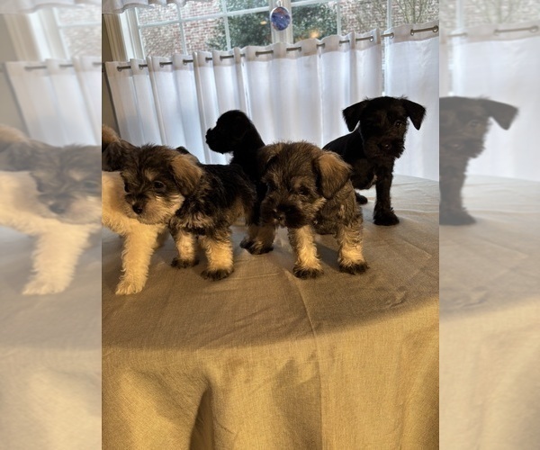 Medium Photo #12 Schnauzer (Miniature) Puppy For Sale in MURFREESBORO, TN, USA