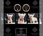 Puppy Daman AKC French Bulldog