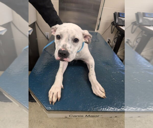 Medium Photo #1 Dalmatian-Unknown Mix Puppy For Sale in Mobile, AL, USA