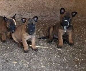 Belgian Malinois Puppy for sale in Bad Aibling, Bavaria, Germany