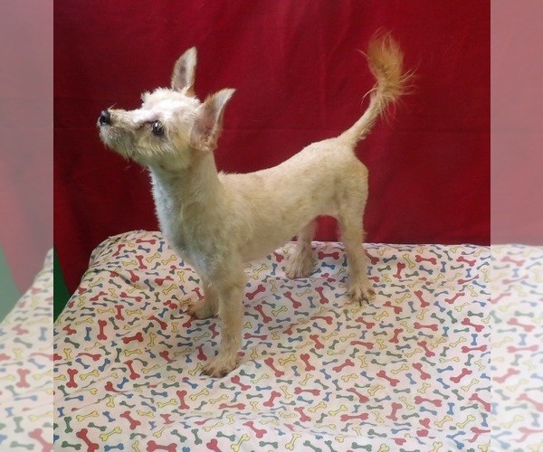 Medium Photo #1 Morkie Puppy For Sale in PATERSON, NJ, USA