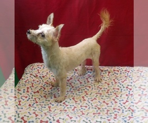 Morkie Puppy for sale in PATERSON, NJ, USA