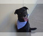 Small #2 Labrador Retriever Mix