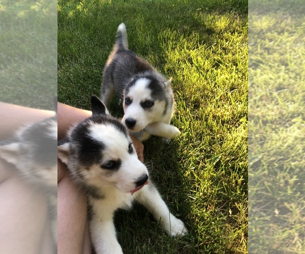Medium Photo #7 Siberian Husky Puppy For Sale in BELLEVIEW, MO, USA