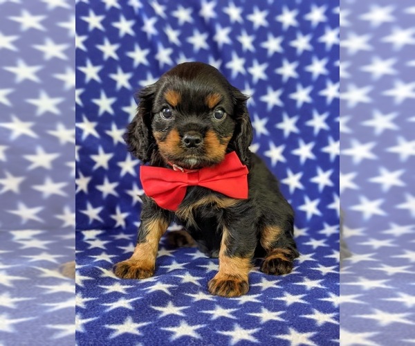 Medium Photo #4 Cavalier King Charles Spaniel Puppy For Sale in NOTTINGHAM, PA, USA
