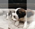 Small Photo #4 Saint Bernard Puppy For Sale in MARENGO, WI, USA